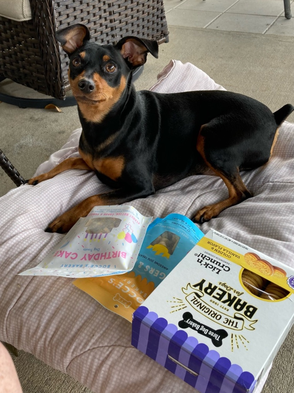 🐶 Hendrix's Tater Fund 🐾 - Picture 8 of 14